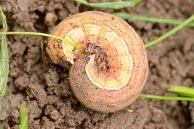 Attēlu rezultāti vaicājumam “Mamestra brassicae pupa”