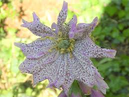 Image result for Fingerhut rot