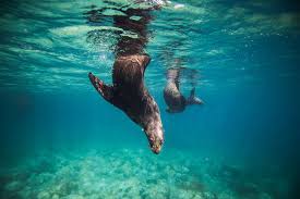 Image result for Wyndley Seals Snorkelling Club