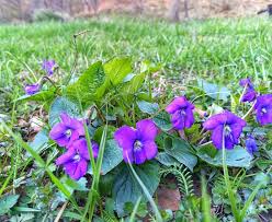 Attēlu rezultāti vaicājumam “Viola sororia”