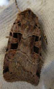 Attēlu rezultāti vaicājumam “Xestia triangulum”