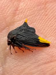 Attēlu rezultāti vaicājumam “Membracidae”