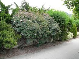 Attēlu rezultāti vaicājumam “Rosa glauca leaf”