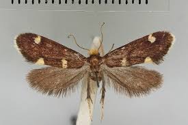 Attēlu rezultāti vaicājumam “Incurvaria praelatella”