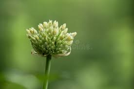 Attēlu rezultāti vaicājumam “Allium sativum bud”