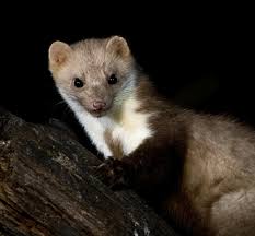 Attēlu rezultāti vaicājumam “Martes foina”