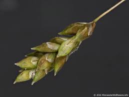 Attēlu rezultāti vaicājumam “Carex capillaris”