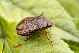 Attēlu rezultāti vaicājumam “Picromerus bidens”