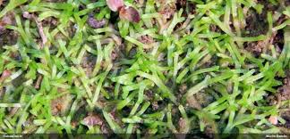 Attēlu rezultāti vaicājumam “Riccia canaliculata”