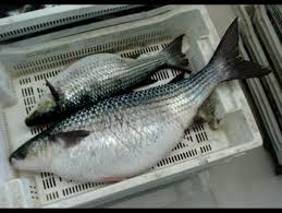 Image result for Chelon labrosus