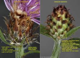 Attēlu rezultāti vaicājumam “Centaurea stoebe fruit”