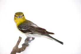 Image result for Vireo flavifrons