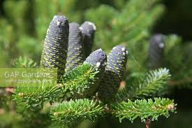 Attēlu rezultāti vaicājumam “Abies veitchii”