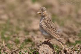 Image result for Calandrella rufescens