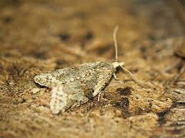 Attēlu rezultāti vaicājumam “Capua vulgana”