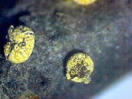 Attēlu rezultāti vaicājumam “Physarum penetrale spores”