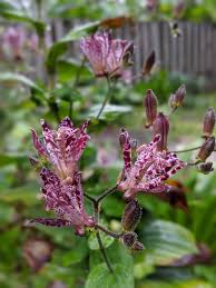 Image result for Tricyrtis `Black Beauty`