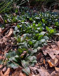 Attēlu rezultāti vaicājumam “Oenothera rubricauli flower”