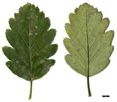 Attēlu rezultāti vaicājumam “Sorbus intermedia leaf”