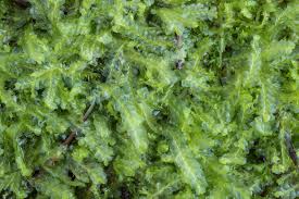 Attēlu rezultāti vaicājumam “Lophocolea bidentata”