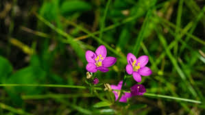 Attēlu rezultāti vaicājumam “Centaurium littorale flower”