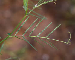 Attēlu rezultāti vaicājumam “Vicia angustifolia”