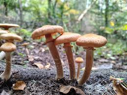 Attēlu rezultāti vaicājumam “Armillaria sp.”