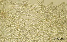 Attēlu rezultāti vaicājumam “Tulostoma fimbriatum”