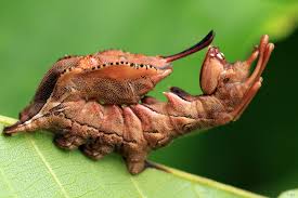 Attēlu rezultāti vaicājumam “Stauropus fagi”