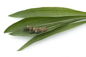 Attēlu rezultāti vaicājumam “Plantago lanceolata fruit”