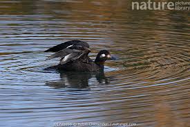 Attēlu rezultāti vaicājumam “Melanitta fusca”