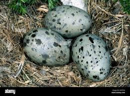Attēlu rezultāti vaicājumam “Larus argentatus nest”