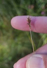 Attēlu rezultāti vaicājumam “Carex davalliana”