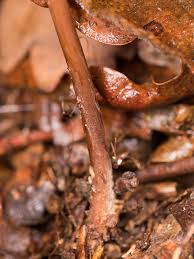 Attēlu rezultāti vaicājumam “Macrotyphula fistulosa”