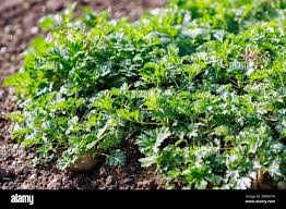 Attēlu rezultāti vaicājumam “Artemisia vulgaris bud”