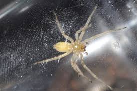 Attēlu rezultāti vaicājumam “Cheiracanthium sp.”