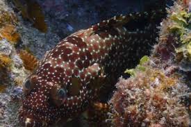 Image result for Epinephelus striatus