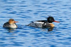 Attēlu rezultāti vaicājumam “Mergus serrator female”