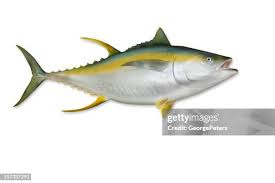 Image result for Thunnus albacares