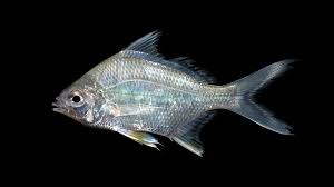 Image result for Eugerres plumieri