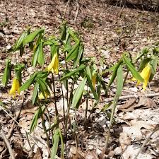 Attēlu rezultāti vaicājumam “Uvularia grandiflora”