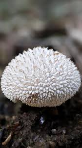 Attēlu rezultāti vaicājumam “Lycoperdon echinatum”