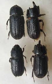 Attēlu rezultāti vaicājumam “Sinodendron cylindricum”