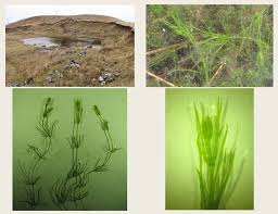 Attēlu rezultāti vaicājumam “Chara globularis”