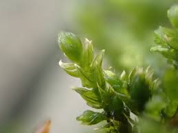 Attēlu rezultāti vaicājumam “Leskea polycarpa”