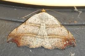 Attēlu rezultāti vaicājumam “Laspeyria flexula”