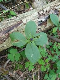 Attēlu rezultāti vaicājumam “Paris quadrifolia”