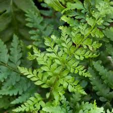 Attēlu rezultāti vaicājumam “Polystichum braunii”