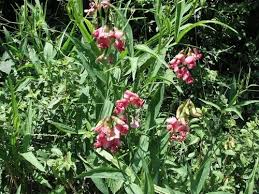 Attēlu rezultāti vaicājumam “Lathyrus sylvestris bud”