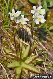Attēlu rezultāti vaicājumam “Pinguicula alpina flower”